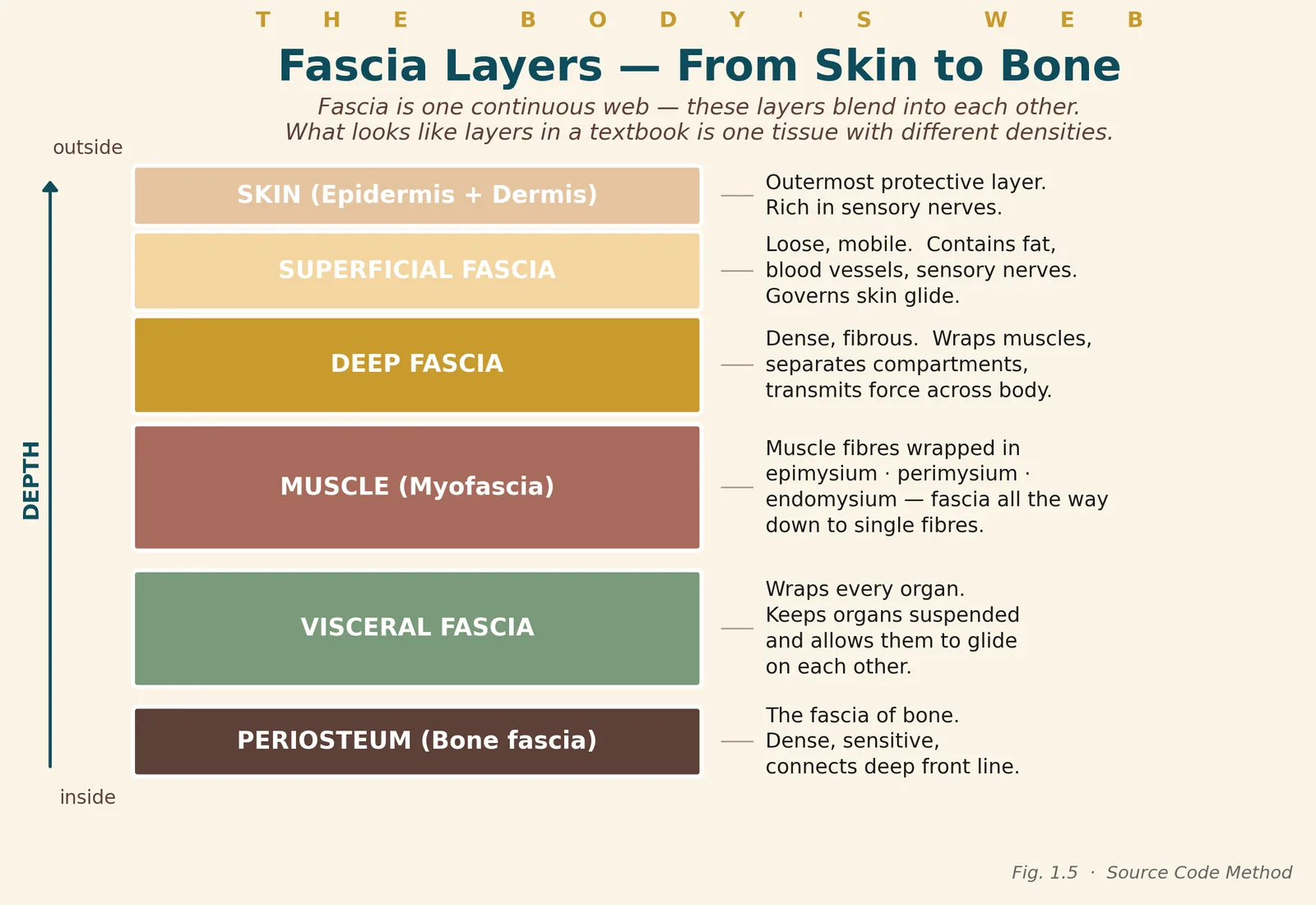 Illustration of the fascia layers from skin to bone: skin, superficial fascia, deep fascia, myofascia, visceral fascia and periosteum