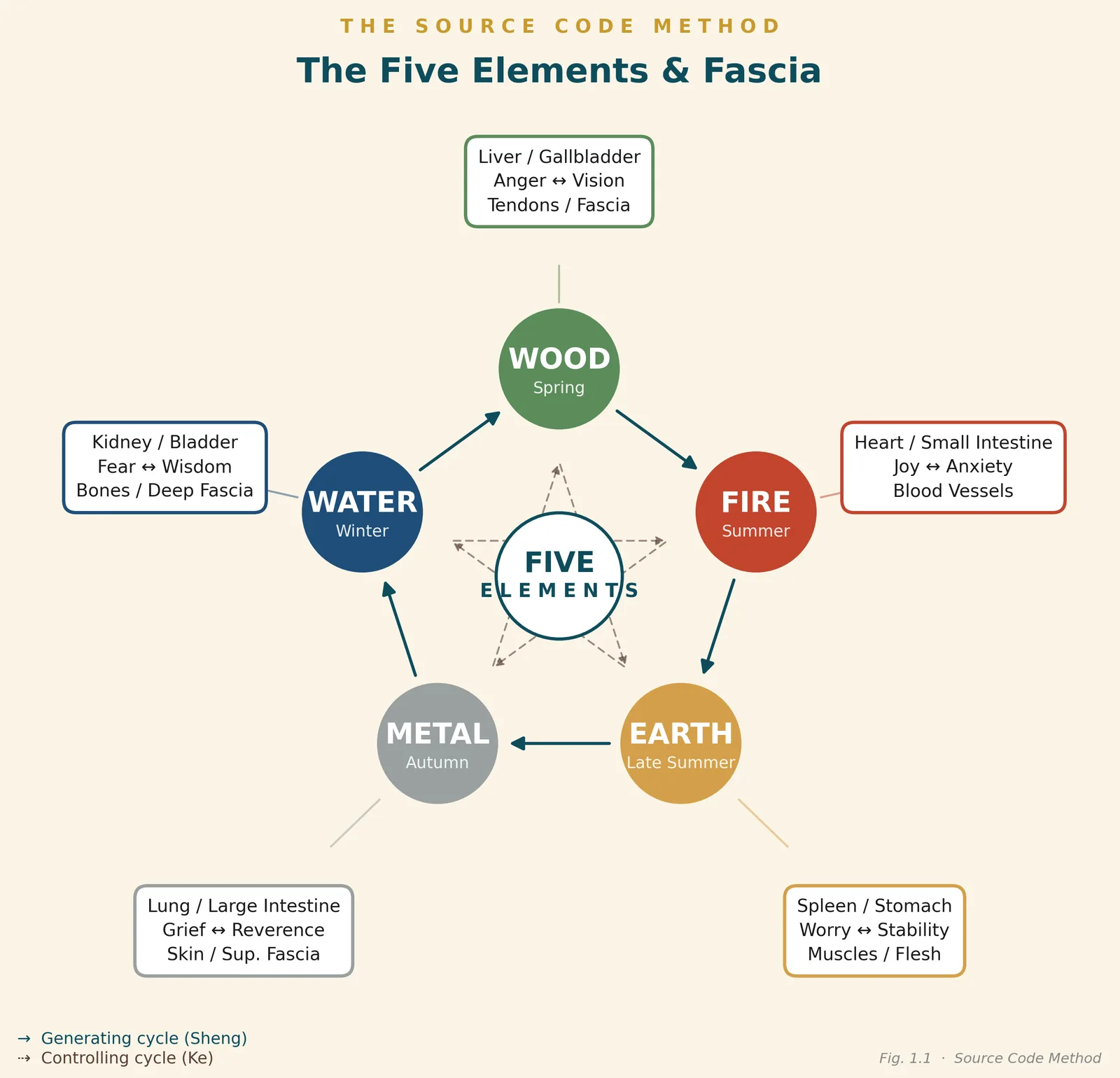 The Five Elements and fascia: wood, fire, earth, metal and water with their organs, emotions and tissues