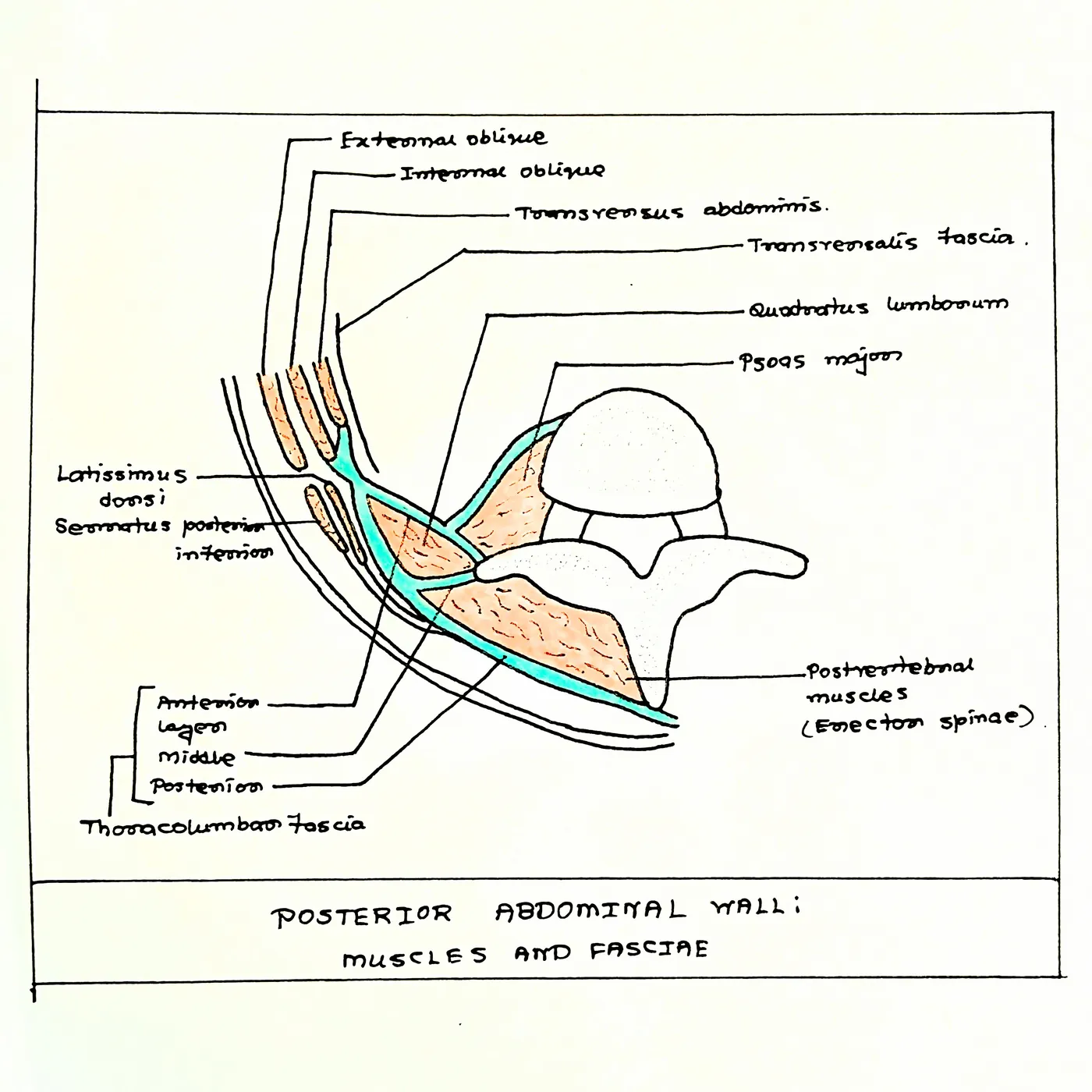 Hand-drawn cross-sectional diagram of the posterior abdominal wall muscles and fasciae